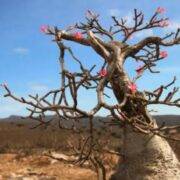 我像一棵枯干的树开了花|拔出抑郁症的毒根