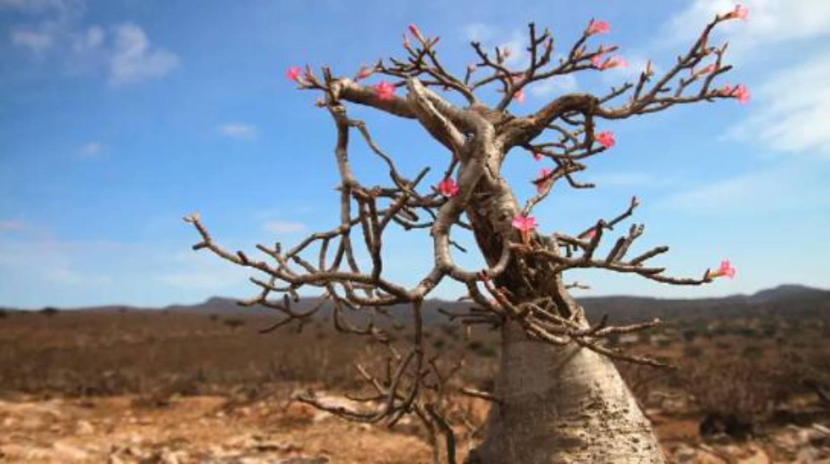 我像一棵枯干的树开了花|拔出抑郁症的毒根