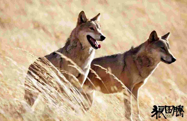 自然的狼,掌控的人 ——观电影《狼图腾》后感