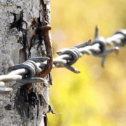 铁丝网中的爱：二战拘留营里的日裔美国人