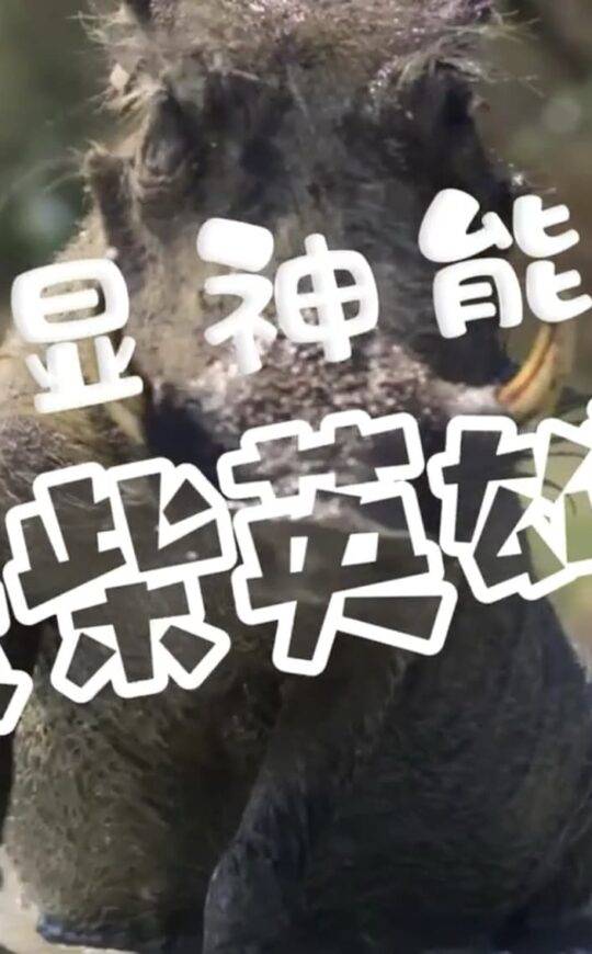 废柴英雄，各显神能！